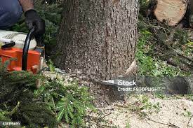 Trusted Waskom, TX Tree Removal Experts