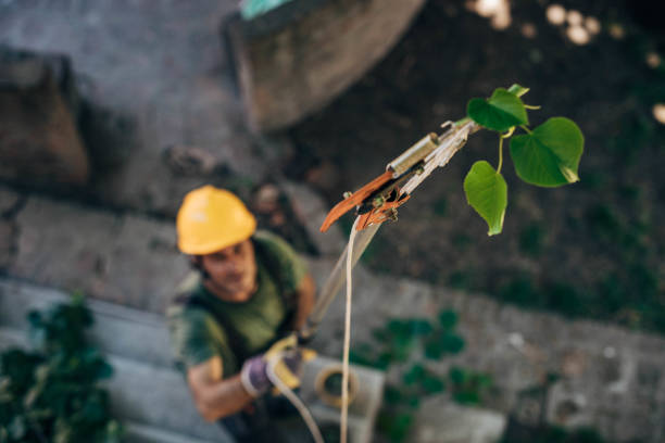 Best Storm Damage Tree Cleanup  in Waskom, TX