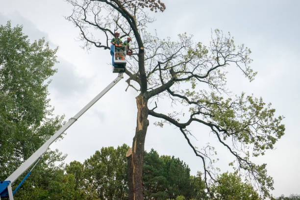 How Our Tree Care Process Works  in  Waskom, TX