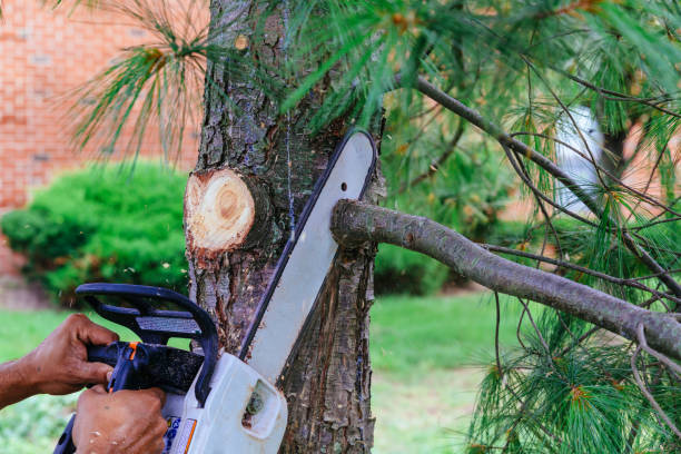 Lawn Pest Prevention in Waskom, TX